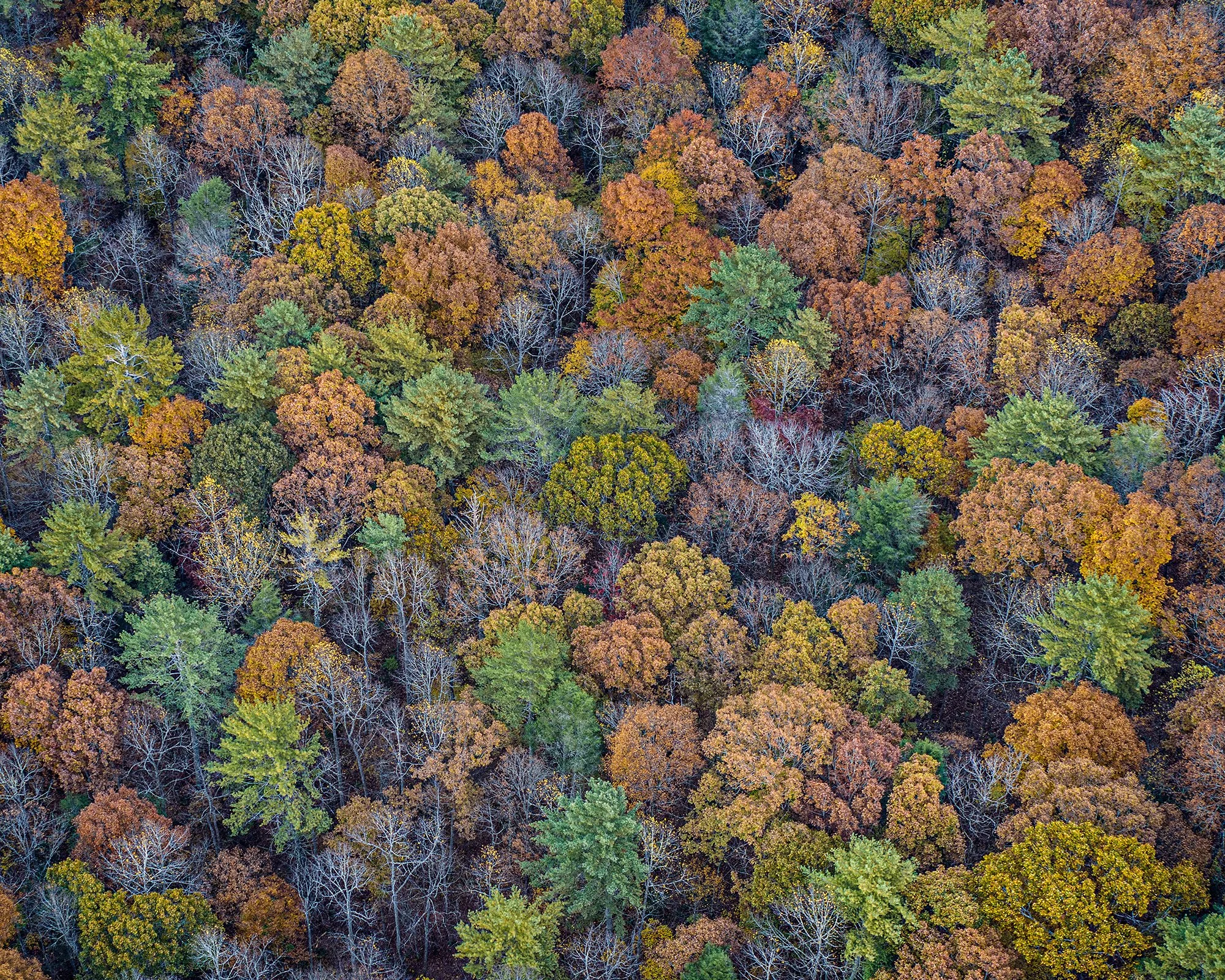 Above Tumbling Rock Cave  (2021)